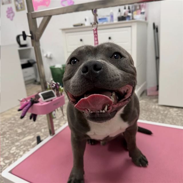 Uśmiechnięty amstaff w salonie groomerskim Psijaciel