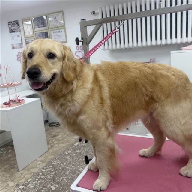 Golden retriever na stole groomerskim w salonie Psijaciel