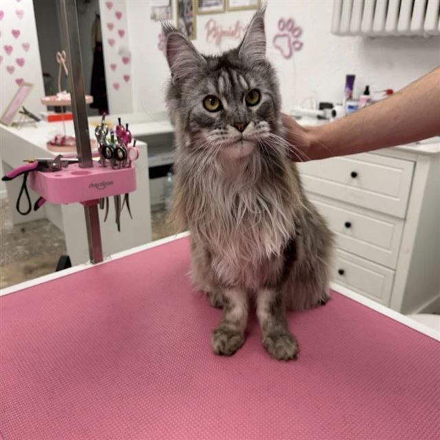 Kot rasy Maine Coon po zabiegu pielęgnacyjnym w salonie Psijaciel