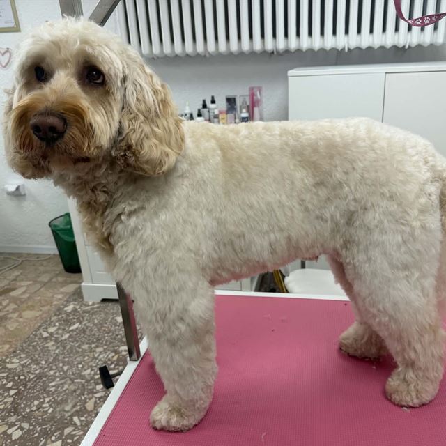 Goldendoodle po strzyżeniu na stole groomerskim w salonie Psijaciel