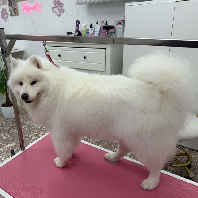 Samoyed na stole groomerskim w salonie Psijaciel