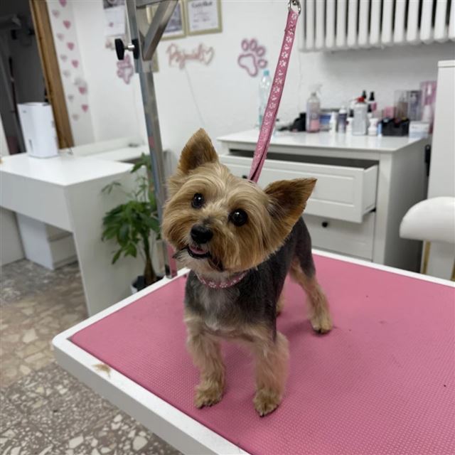 Yorkshire terrier na stole groomerskim w salonie Psijaciel